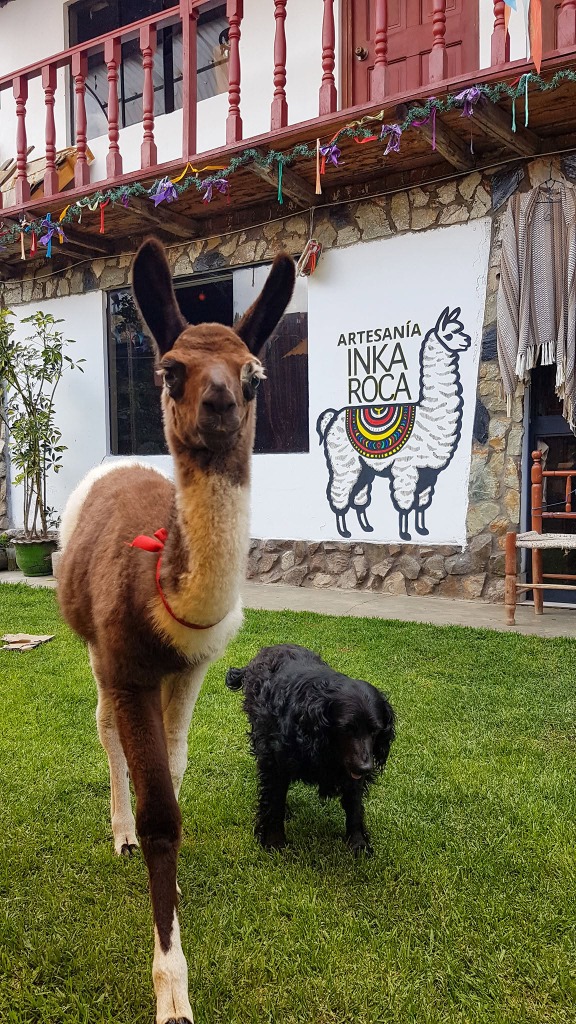 Selección de Lana y Alpaca